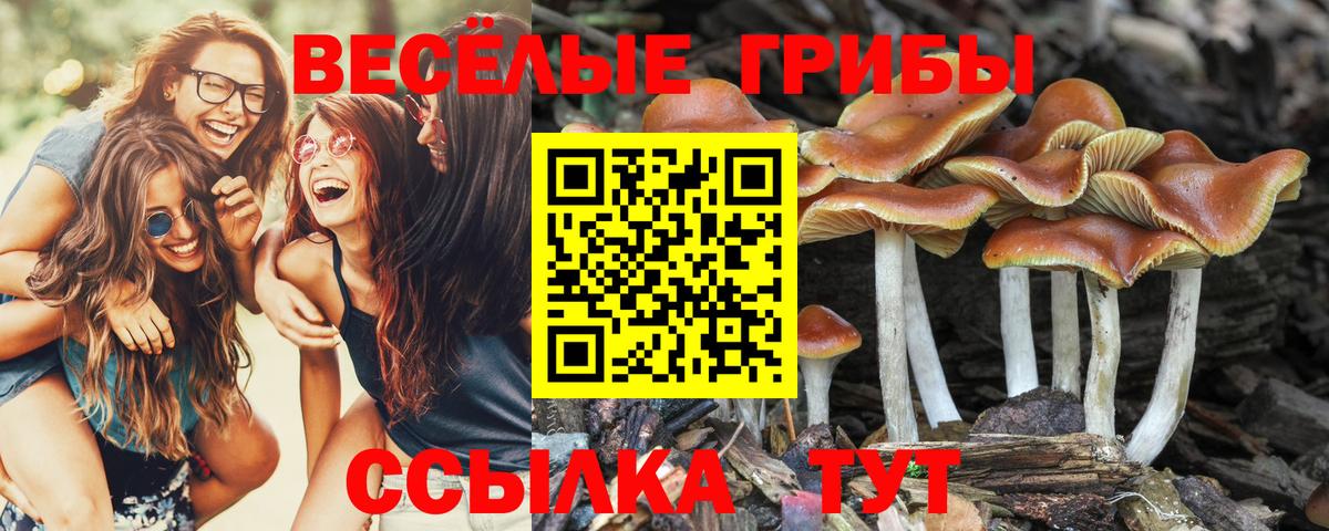 Галлюциногенные грибы Psilocybine cubensis Десногорск
